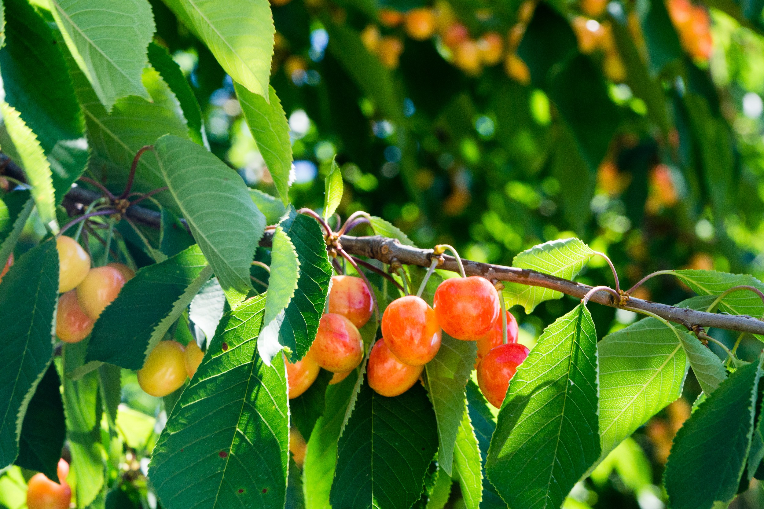 Radreise2017 Buch 09043