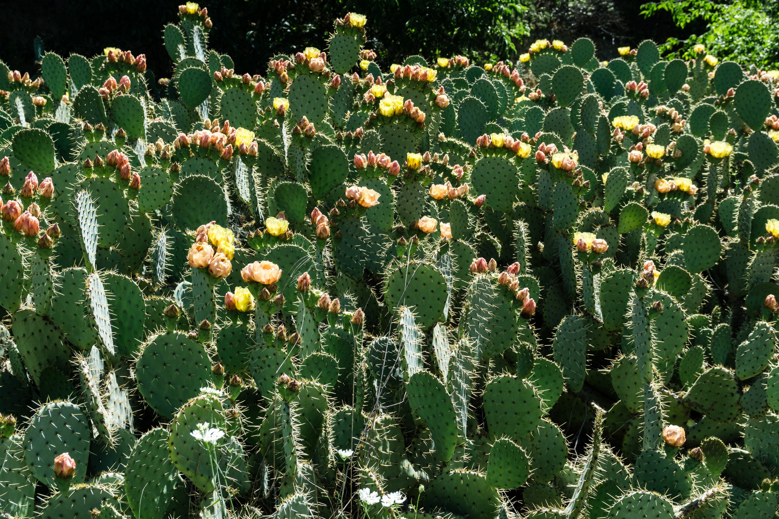 Radreise2017 Buch 09132